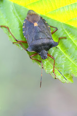 Forest shield bug or shieldbug,  Pentatoma rufipes