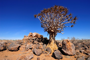 Quiver tree in Augrabies Falls National Park