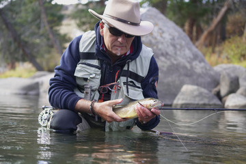 catching a Cutthroat trout by a fly fisherman - obrazy, fototapety, plakaty