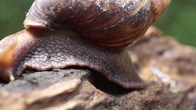 Algae Eating Black Japanese Trapdoor Pond Snails bayuko