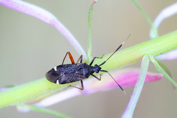 Plant bug, Closterotomus biclavatus, and fireweed