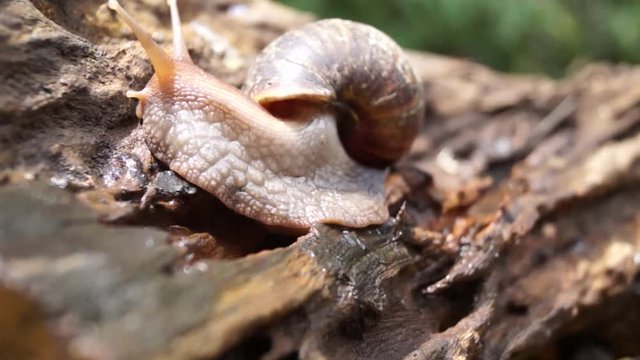 Algae Eating Black Japanese Trapdoor Pond Snails bayuko