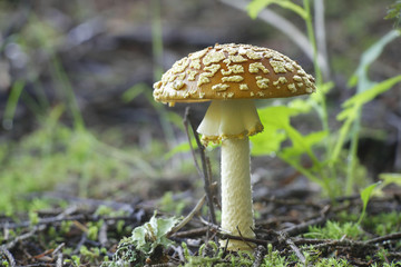 Amanita regalis, commonly known as the royal fly agaric or the king of Sweden Amanita