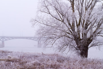 Winter landscape, tree and bridge in the fog