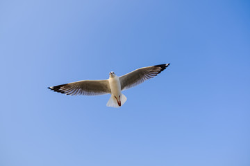 Brown-headed gull The Seagull It is different from other seagulls with large white stripes at the base of the wings. The adults have white stripes at the ends of the wings, which are black. 