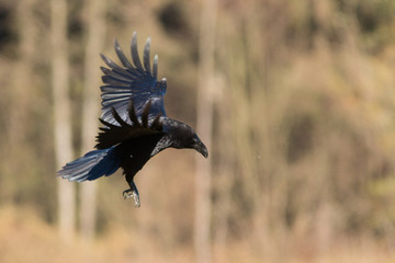 Birds - flying Black Common raven (Corvus corax)