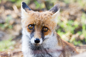 Alberese (Gr), Italy, fox close up in the Maremma regional park, Italy
