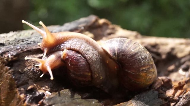 Algae Eating Black Japanese Trapdoor Pond Snails bayuko