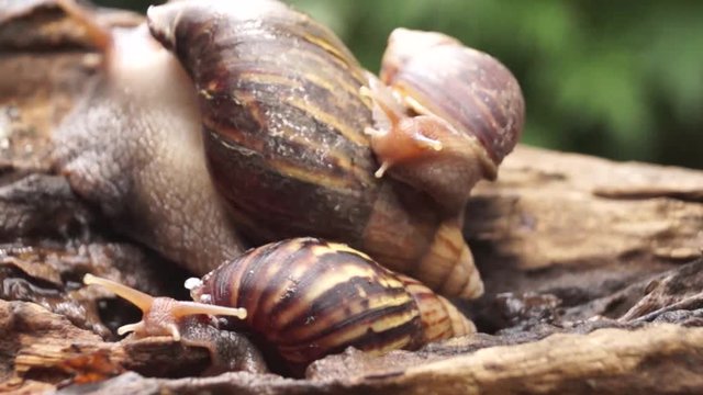 Algae Eating Black Japanese Trapdoor Pond Snails bayuko