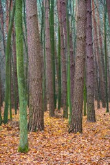 Fototapeta premium Autumn landscape of a foggy wood in Kabacki Forest near Warsaw, Poland.