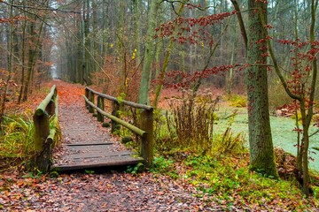 Autumn landscape of a foggy wood and a wooden footbridge over swamps in Kabacki Forest near Warsaw,...