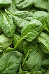 Spinach, cluse-up