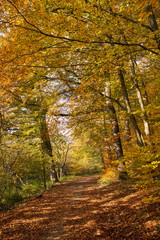 Obraz premium Waldweg fürht durch herbstlichen Laubwald