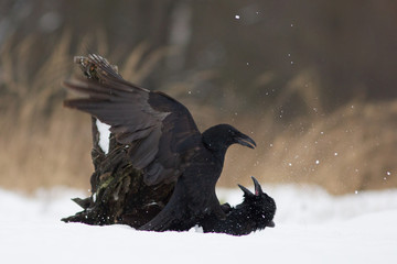 Birds - flying Black Common raven (Corvus corax)