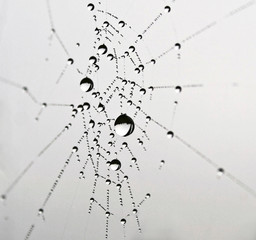 Netzwerk