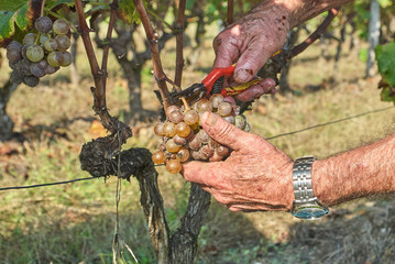 Vendange Sauterne Barsac