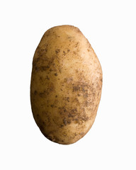 Potato, close-up on white