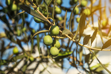 Olives on Olive Tree