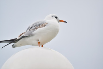 Seagull in Ohrid