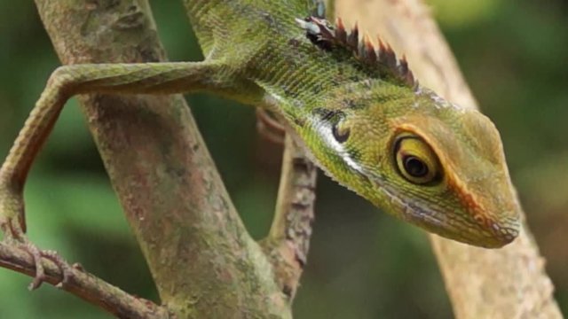 green iguana, iguana iguana
