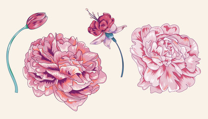 Vector Floral Peony Element Pack