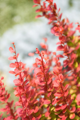 Japanese barberry, also called Thunberg's barberry, red barberry
