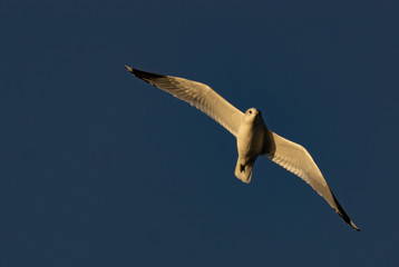 Seagull in flight