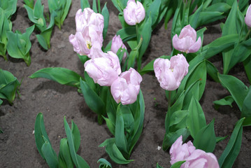 Tulips Candy Prince (Single Early Group) grown in flowerbed. Spring time in Netherlands