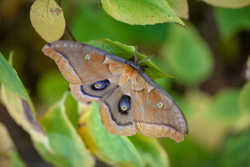 Obraz premium Schmetterling