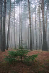 Obraz premium Little spruce in the misty forest