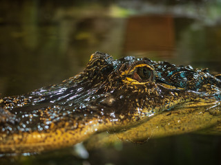 Portrait eines Alligators