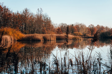 Autumn brown foliage with pond and grass, Czech landscape