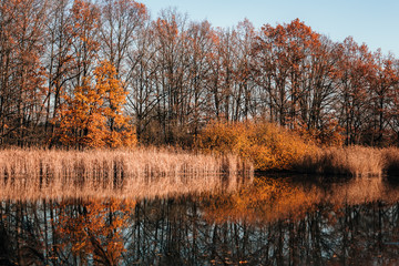 Autumn brown foliage with pond, Czech landscape