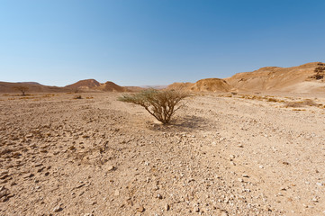 Life in a lifeless desert © George