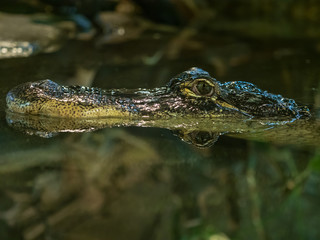 Alligator schwimmt im Wasser