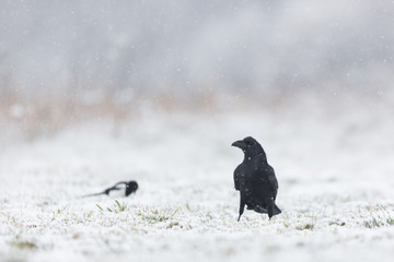 Birds - flying Black Common raven (Corvus corax)