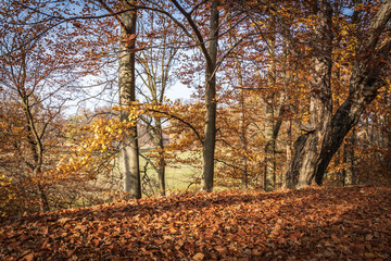 F&uuml;rst P&uuml;ckler Park in Bad Muskau - Fall Impressions