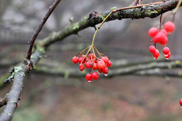 Viburnum on the tree. Autumn