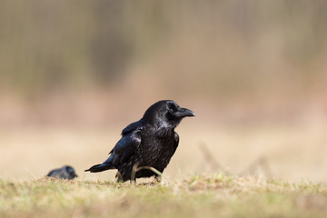 Birds - flying Black Common raven (Corvus corax)