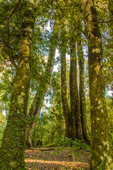 Alberi nel parco del Cerro Piedra Mesa