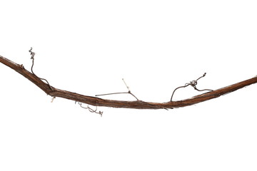 wild dry liana jungle vine isolated on white background, clipping path
