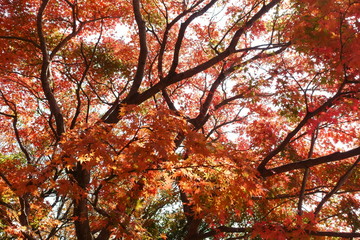 日本の美しい紅葉