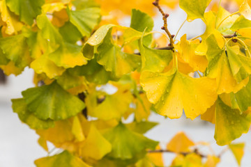 Close-up of the drops of water on the yellow ginkgo biloba leaves on the tree in the park near Novacella Abbey seen on a rainy autumn day in Varna, South Tyrol. Season changing.