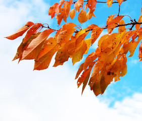 Goldene Herbstblätter