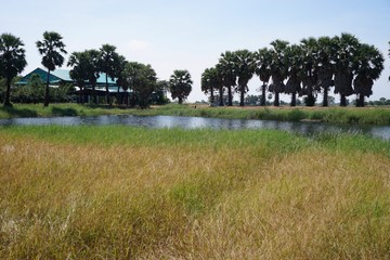 Palm trees are perennial plants standing.