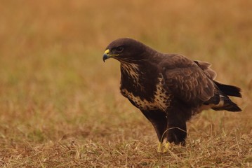 Myszołów zwyczajny na polu