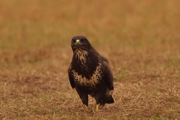 Myszołów zwyczajny na polu
