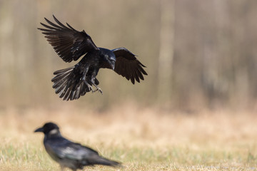 Fototapeta premium Birds - flying Black Common raven (Corvus corax)