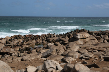 Cape fur seal colony in the Namaqualnd National Park