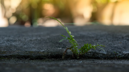 Grass on the ground